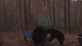 Watch three bear cubs play on swing like excited kids: "Instant fans"