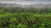 How the Malaysian Palm Oil Green Conservation Foundation is playing its part to save the environment and wildlife