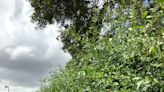 Florida gardening: Florida privet a superb addition to the home, attracting wildlife