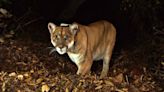 Possible mountain lion spotted in eastern Pennsylvania