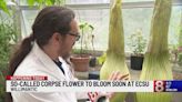 Rare corpse flower blooming at Eastern Connecticut State University
