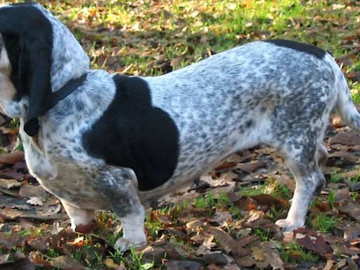 Razas de perros: necesidades, personalidad y todo lo que tienes que saber sobre el Basset Azul de Gascuña