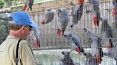 Foul-mouthed parrots are teaching other birds to swear