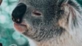 Le crime parfait : les koalas ont des empreintes digitales très proches de celles des humains