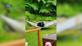 Reverse Goldilocks: Bear gets comfy on family's hammock