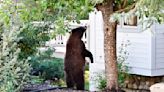 Black bears in the backyard: Why they're everywhere, and what to do