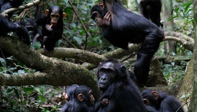 Chimpanzees have same conversation style as humans finds University of St Andrews