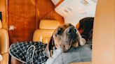 Couple charters $100,000 private jet to fly pet dogs to Europe: ‘Important for them to see more than backyard’