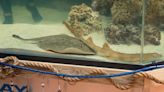 'Virgin' pregnant stingray Charlotte has 'rare disease', says North Carolina aquarium