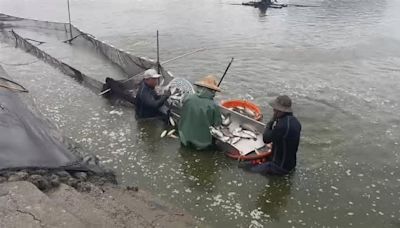 鋒面報到南臺灣降大雨 東石鄉、水上鄉路面淹成「小河」