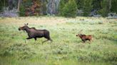 Baby moose rescued from lake in Alaska as mother looked on