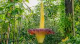 Kew's foul-smelling 'corpse flower' blooms again