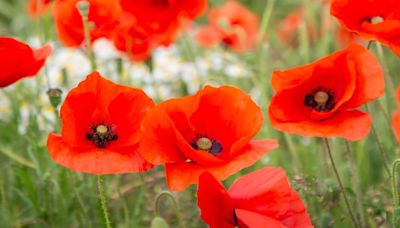 Last of Normandy heroes revisit D-Day beaches for an emotional return ahead o...