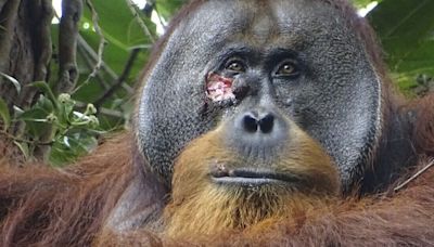 A wild orangutan used a medicinal plant to heal a wound, scientists say