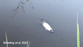 First-of-its kind white platypus seen splashing in Australia river, videos show