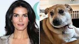Man Who Killed Angie Harmon's Dog Said It 'Attacked' Him, But Police Found No Visible Injuries
