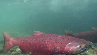 Biden administration advances bid to list Gulf of Alaska king salmon as endangered or threatened