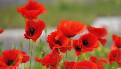 The Significance Of Poppies On Memorial Day–And How It Became A Tradition