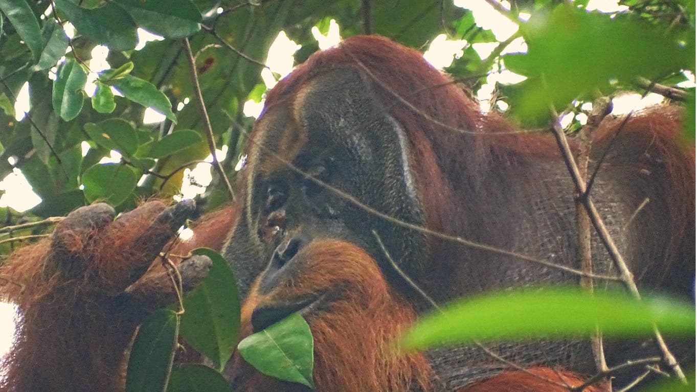 Wild orangutan observed treating wound with medicinal plant for first time