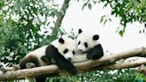 Hunde als Panda-Fakes: Chinesischer Zoo im Kreuzfeuer der Kritik