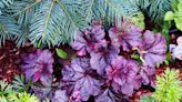 How To Grow And Care For Heuchera