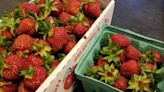 It's strawberry season: A guide to local festivals and pick-your-own spots.