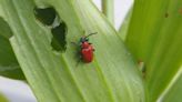 7 common Michigan garden bugs: How to get rid of the pests