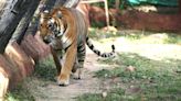 Five-year-old tigress dies of illness at Sri Venkateswara Zoological Park in Tirupati