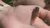 Wisconsin DNR: Do not illegally harvest cicadas