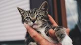 La Réunion : Une épidémie de typhus du chat menace les félins de l’île