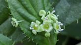 珍稀「葉上花」讓人大開眼界 臺灣青莢葉現身典藏植物園 | 蕃新聞