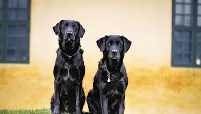 Black Labradors Join Tewkesbury Abbey Staff and Gear Up for Employees of the Month