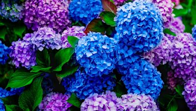 Hydrangeas thrive and grow more beautiful flowers with expert’s homemade feed