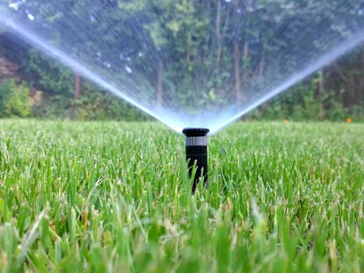 Should You Water Your Grass on a Sunny Day? What You Might Be Doing Wrong