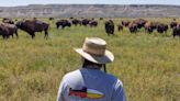 How A Dream To Bring Back Wild Buffalo Is Slowly Decolonizing Tribal Land