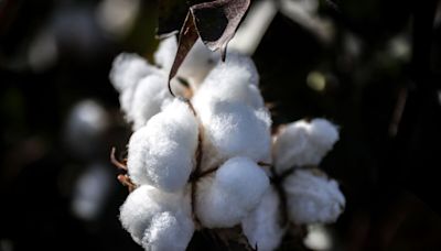Major Crop Traders Are Dueling to Take Australia’s Cotton Crown