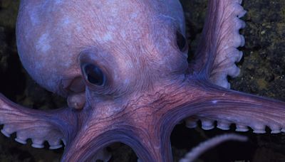 National Geographic’s “Secrets Of The Octopus” on Disney+: A conversation with Dr. Alex Schnell