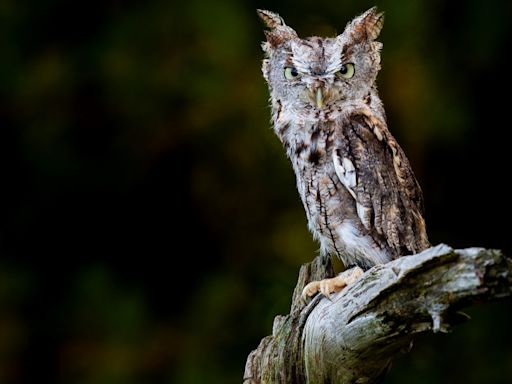 Tiny Screech Owl Camouflages So Well Against Tree Bark He's Practically Invisible