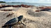 Se registra el primer nacimiento de tortugas caguama; reportan 106 crías en Mahahual