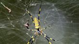 Yes, big spiders are spreading in the U.S. No, they're not flying.