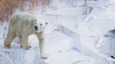 Polar Bear Attacks Woman In Norway's Remote Svalbard Islands