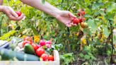 This homemade fertiliser using kitchen scraps will make your produce flourish