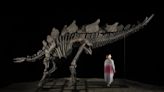 Stegosaurus-Skelett könnte sechs Millionen Dollar bringen