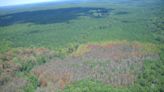 Few resources for homeowners to remove risky, beetle-damaged pine trees