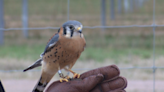 Nekoosa Middle School helps birds find a home while learning about going solar