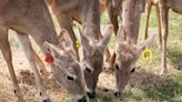 Did Texas researchers link hunter deaths to deer disease? Not quite. Here are the facts