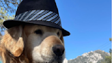 Social media mourns dog mayor of Idyllwild, who died at age 9: 'The one public official that we could trust has died'