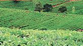 Go on a tour of tea farms in Sri Lanka | Mint
