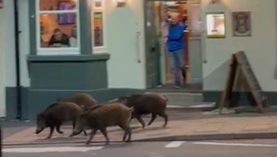 Moment wild pigs are spotted strolling past town centre pub at night