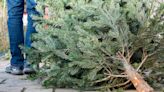 Woman goes viral for bare Christmas tree cut from national forest